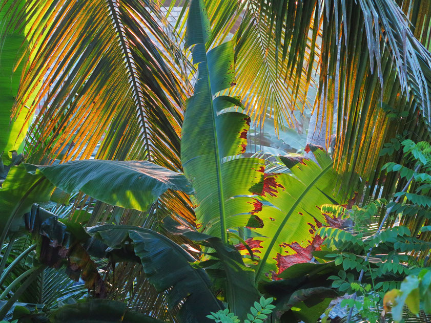 Tropical Colors, Blick von meinem Balkon in der Sisil Villa