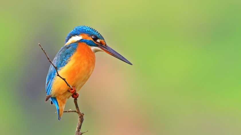 Eisvogel (Alcedo atthis)