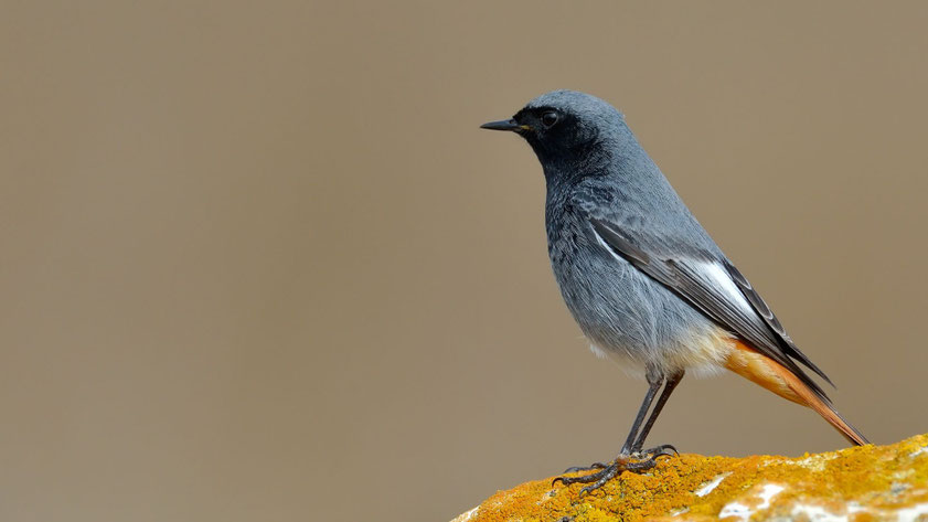 Hausrotschwanz (Phoenicurus ochruros) Männchen sitzt am Liebsten auf dem Dach – graues Gefieder mit schwarzem Gesicht und rostrotem Schwanz, typischer Vogel im Garten erkennen