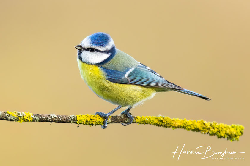Blaumeise (Cyanistes caeruleus)