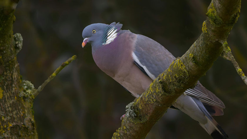 Ringeltaube (Columba palumbus) sitzt auf einem moosbewachsenen Ast im Wald, gut erkennbar an weißem Halsfleck und grauem Gefieder