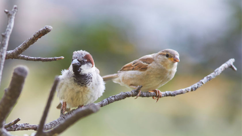 Haussperling (Spatz) Männchen und Weibchen auf einem Ast im Garten – typischer Gartenvogel, gut zur Vogelbestimmung und zum Erkennen von Vogelstimmen