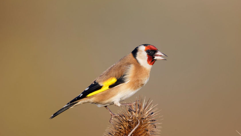 Farbenfroher Stieglitz (Carduelis carduelis) sitzt auf einer Distel – typischer Gartenvogel mit leuchtend rotem Gesicht