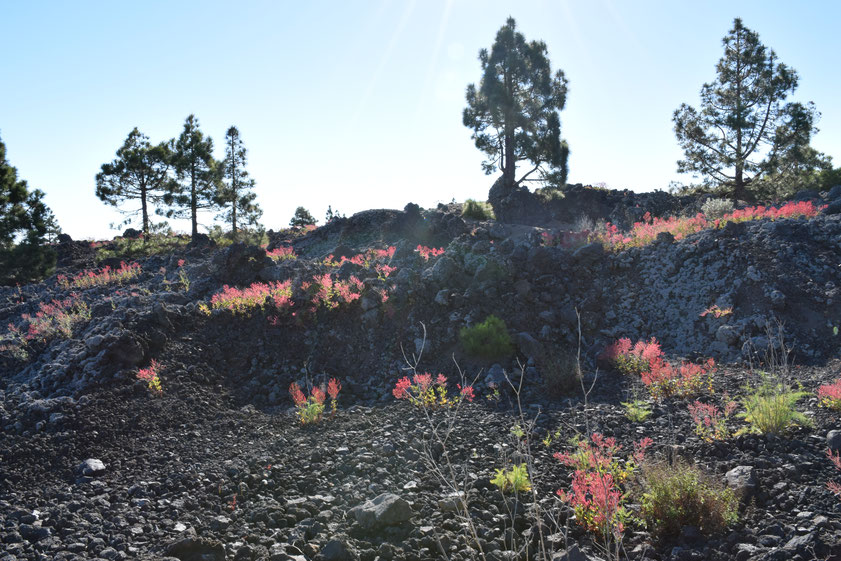 Landschaft Teno Gebirge Lavafelder