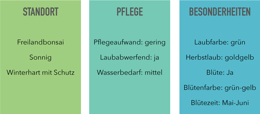 Die richtige Pflege Standort und Besonderheiten von Maulbeerbäumen, Morus als Bonsai