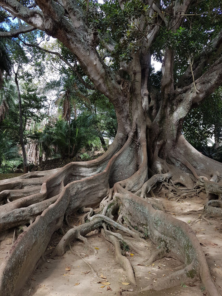 Großblättriger Feigenbaum (Ficus macrophylla), auch Australischer Gummibaum genannt