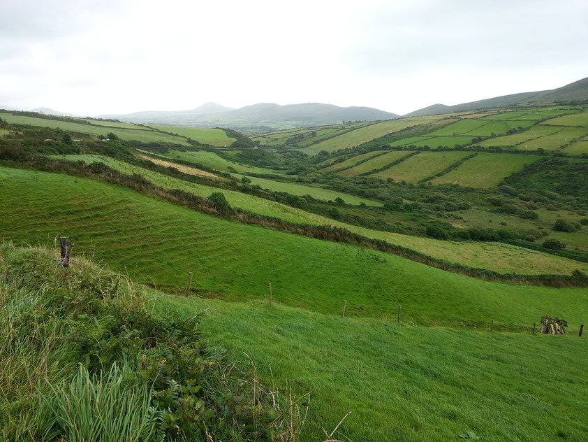 Typische irische Heckenlandschaft an der Südküste der Dingle-Halbinsel