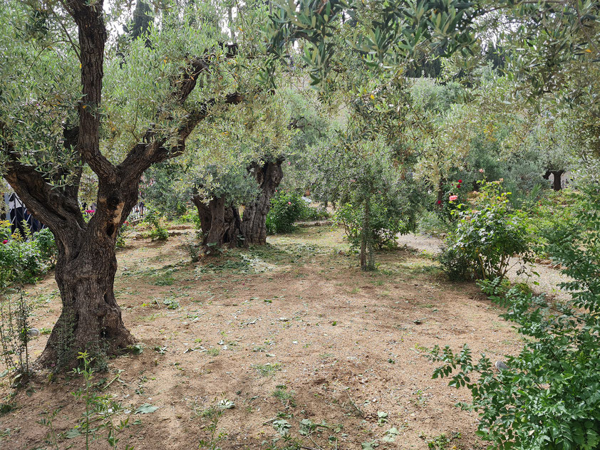 Garten Gethsemane mit Ölivenbäumen