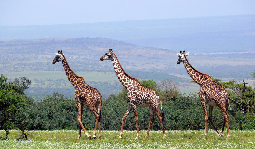 Giraffen im Serengeti-Nationalpark