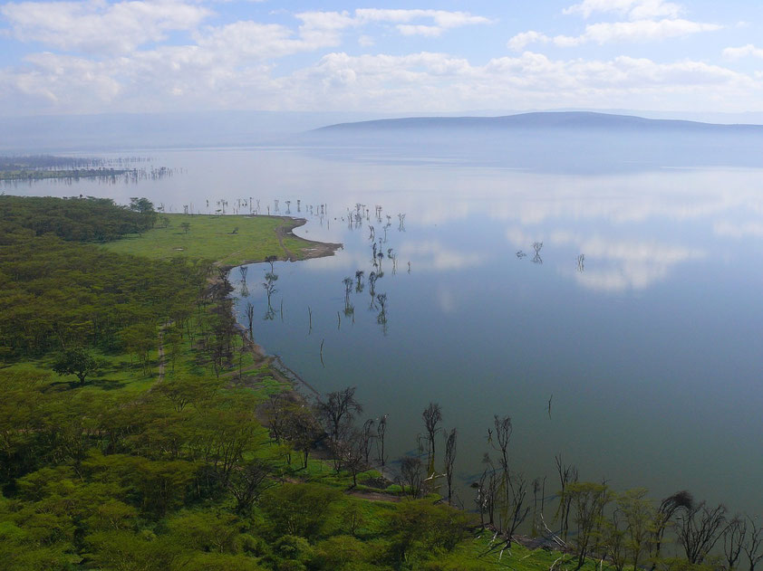 Nakurusee. Die Bäume im Wasser sind ein Hinweis auf den Anstieg des Seespiegels.