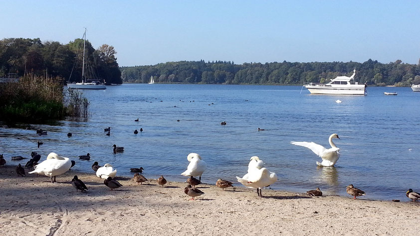 Havel mit Lieper Bucht