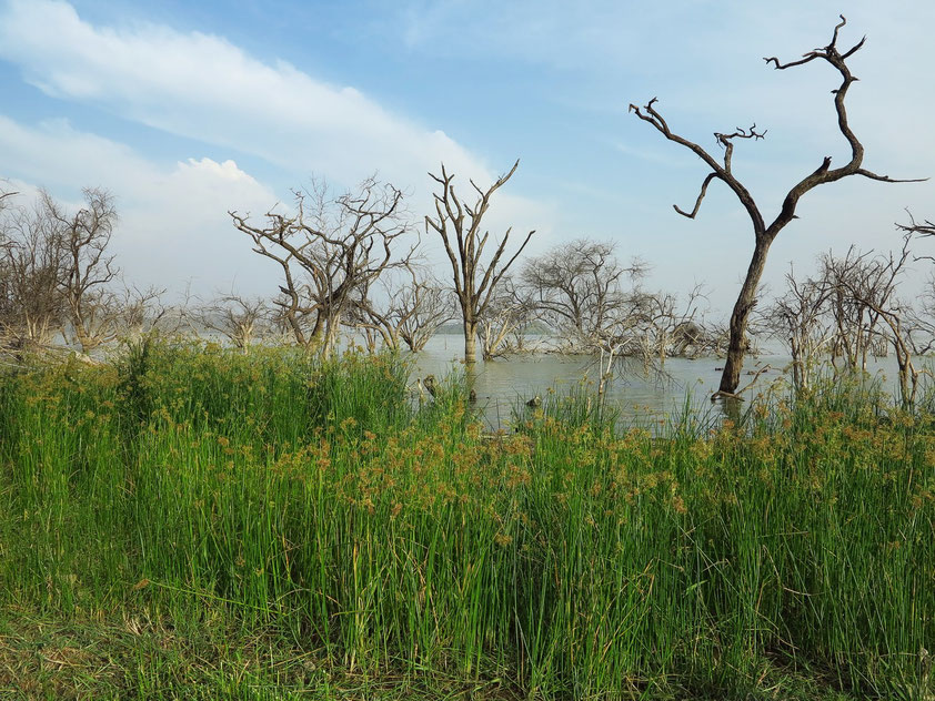 Auf dem Übernachtungsplatz am Baringosee. Die Bäume im Wasser zeigen den Anstieg des Seespiegels.