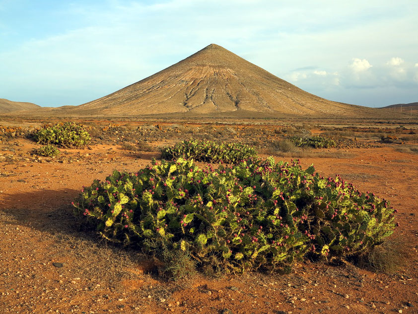 Landschaft bei La Oliva, im Vordergrund Feigenkakteen