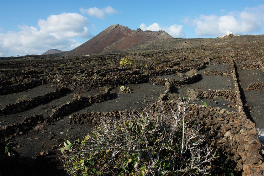 Der Vulkan Monte Corona mit seinem Ausbruch ist verantwortlich für das Höhlensystem der Cueva de los Verdes und der Jameos del Agua. Kunstvoll aufgeschichtete Lavasteine schützen Weinreben und Feigenbäume vor dem austrocknenden Passatwind.