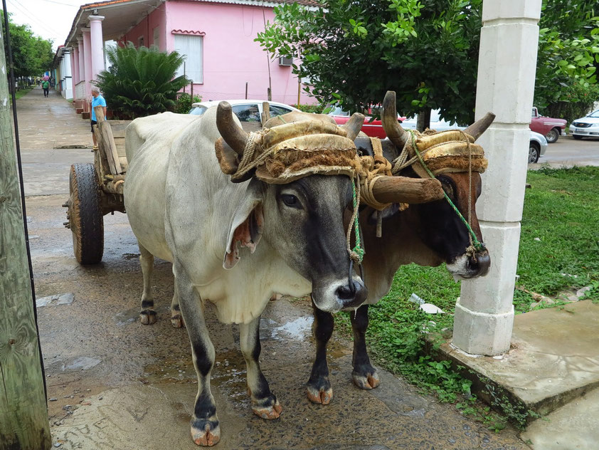 Ochsengespann in Viñales