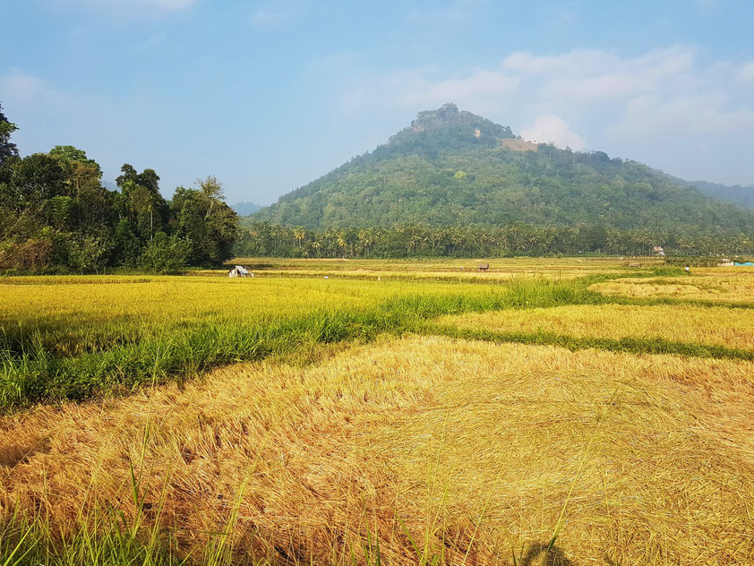 Reisfelder bei Matale