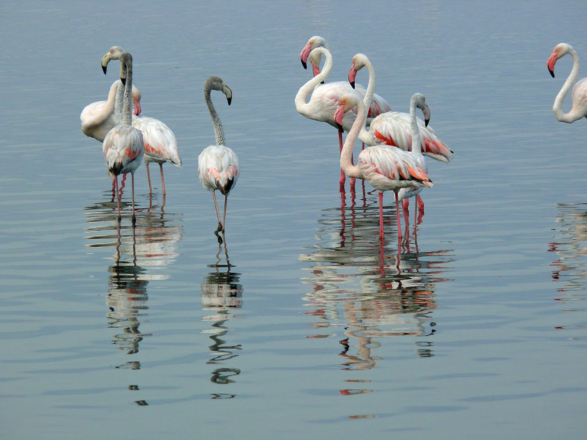 Flamingos in Walvis Bay, Namibia, am 2.2.2024