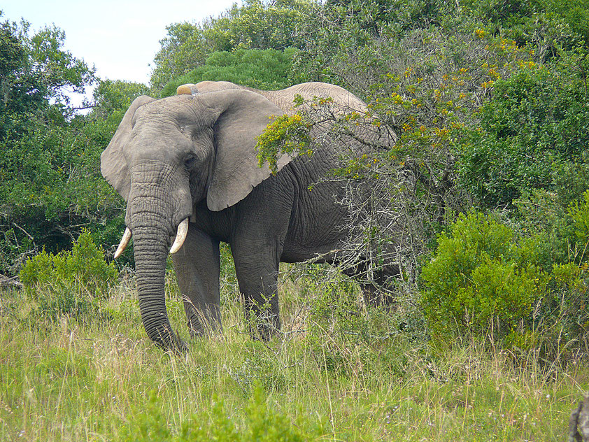 Elefant im Amakhala-Wildtierreservat bei Port Elizabeth, Südafrika, am 28.1.2024