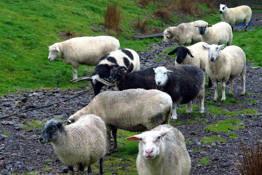 Verschiedene Schafrassen der besuchten Schäferei