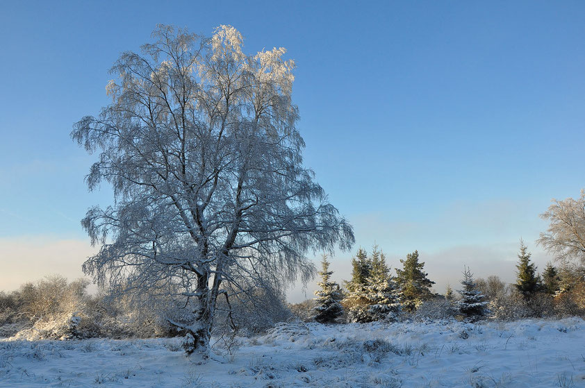 Im Hohen Venn, 08.12.2012