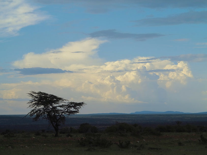 Abendstimmung in der Masai Mara