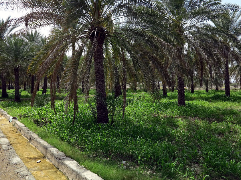 Palmenhain von Al Hazm