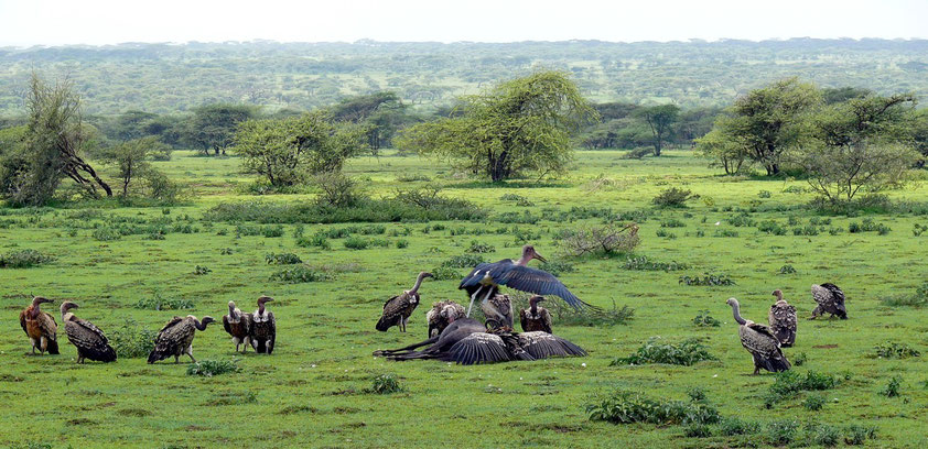 Vierzehn Geier am Kadaver eines Gnus