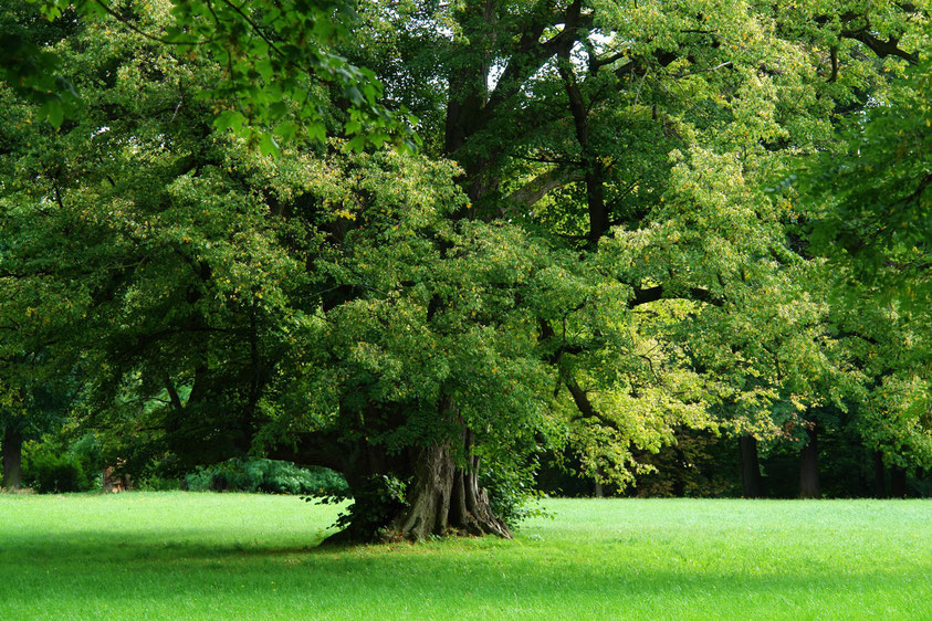 Schlosspark Belvedere (1.9.2006)