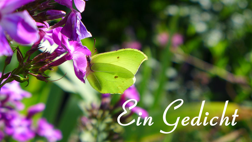 Inspiration - Gedicht von William Wordsworth - To a Butterfly