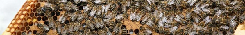 Bienen auf Wabe 