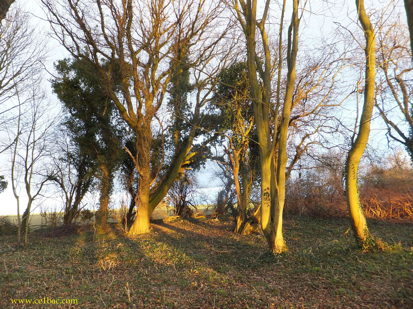 Il ôte de chez lui les branches les plus belles