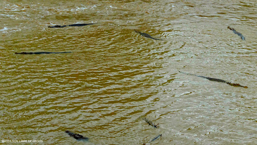 Crocodiles à l'affût, Kakadu National Park, photo non libre de droits