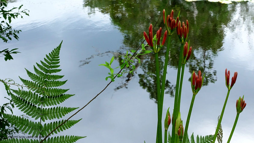 Kyoyochi, l'étang miroir, Kyoto, photo non libre de droits