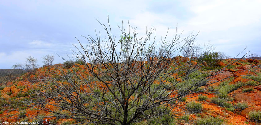Olive Pink Botanic Garden, Alice Springs, photo non libre de droit