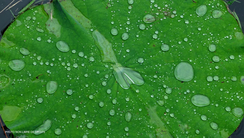 Perles de pluis, jardin de Ritsurin, Japon, photo non libre de droits
