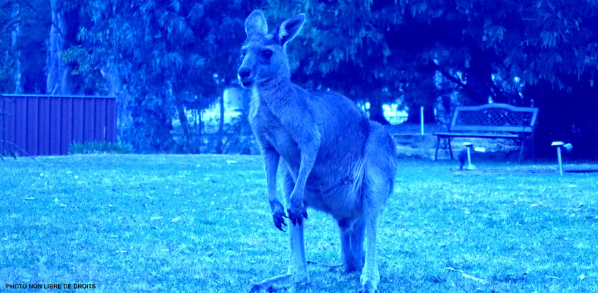 La nuit, tous les kangourous sont bleus, photo non libre de droits