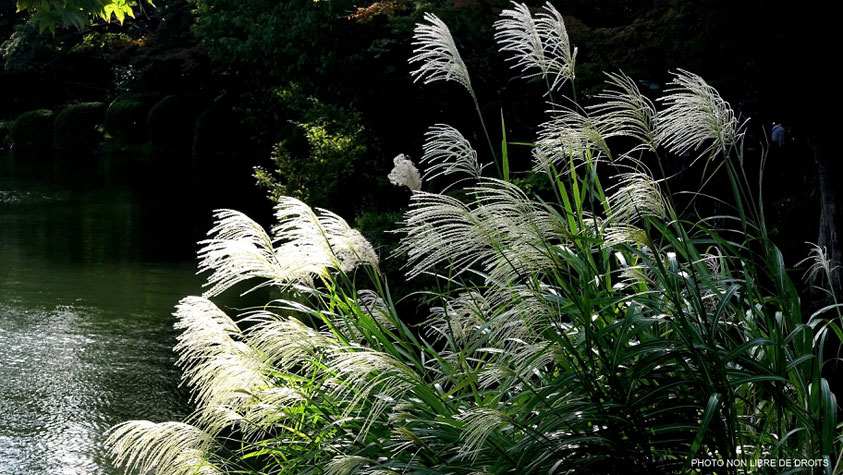 Instant de sérénité à Kanazawa, Japon, photo non libre de droits