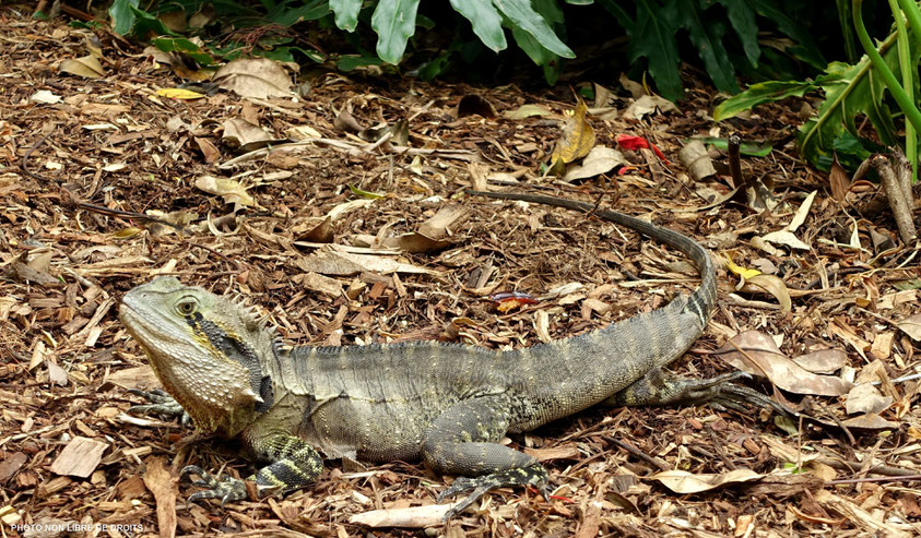 Lézard brisbanais, Brisbane, photo non libre de droits