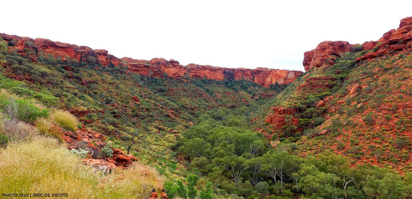 La vie en vert auKings Canyon National Park, Australie, photo non libre de droits