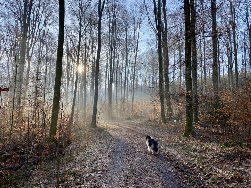 Morgenrunde mit dem Hund 