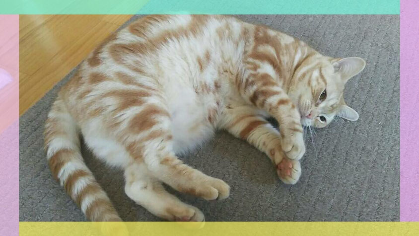 猫が丸くなるアメショー画像