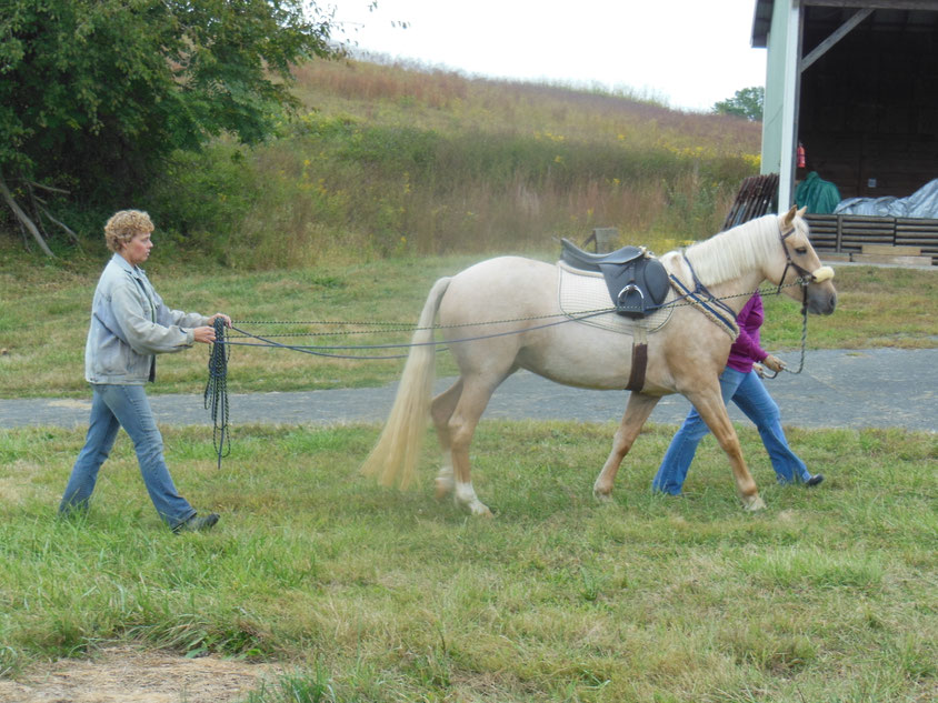 Training Solutions TTouch The Excellent Horse