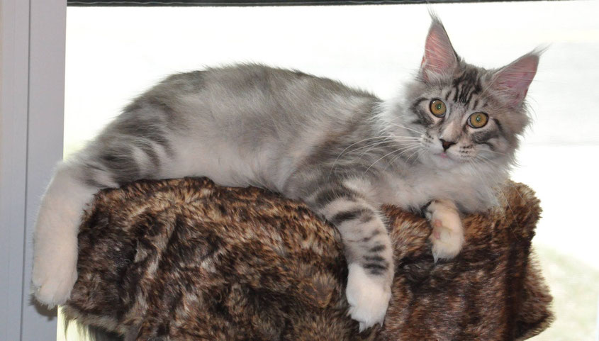 maine coon kittens for sale - maine coon cats for sale - european maine coon