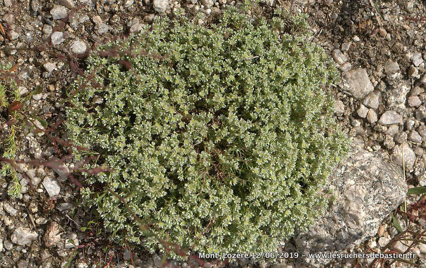 Scleranthus perennis, Pont-de-Montvert