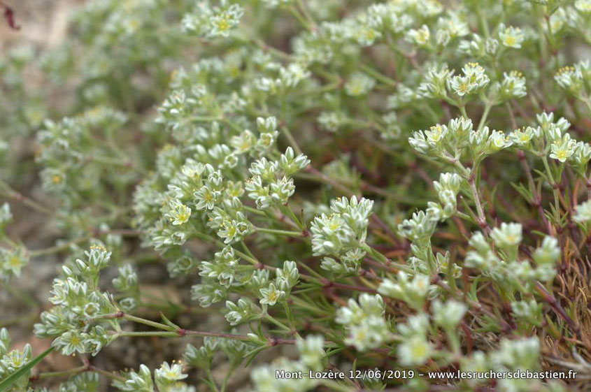 Scléranthus perennis, Cévennes