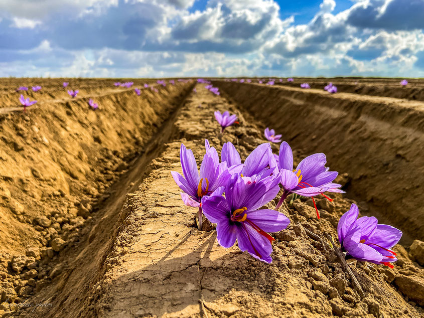 récolte du safran au safran de cotchia, une culture en plein air, naturelle en respect avec la nature. stage pour les futurs safranier. Formation. photo léonard eric 