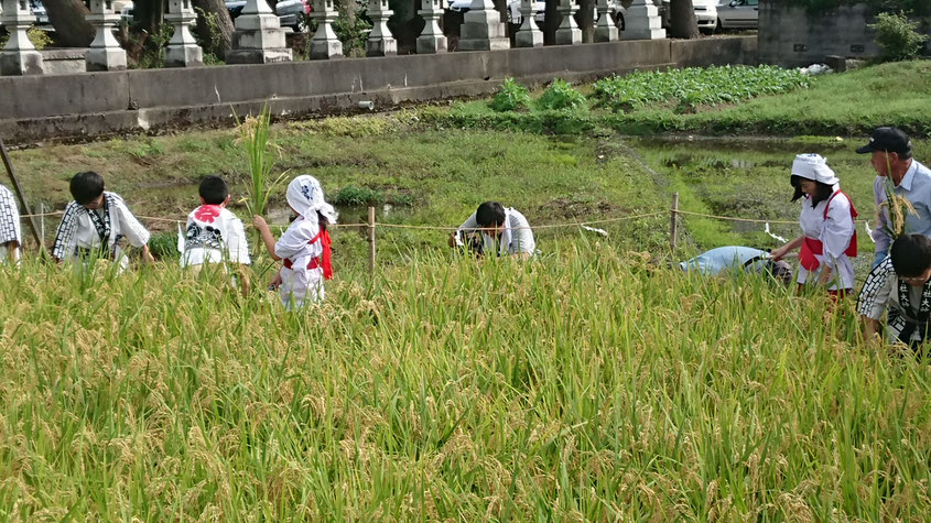 十社大神　稲刈り