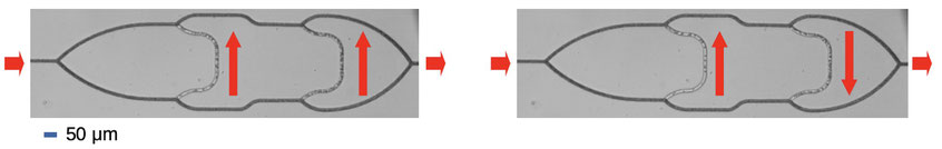 Different asymmetric flow patterns develop spontaneously in a symmetric network.