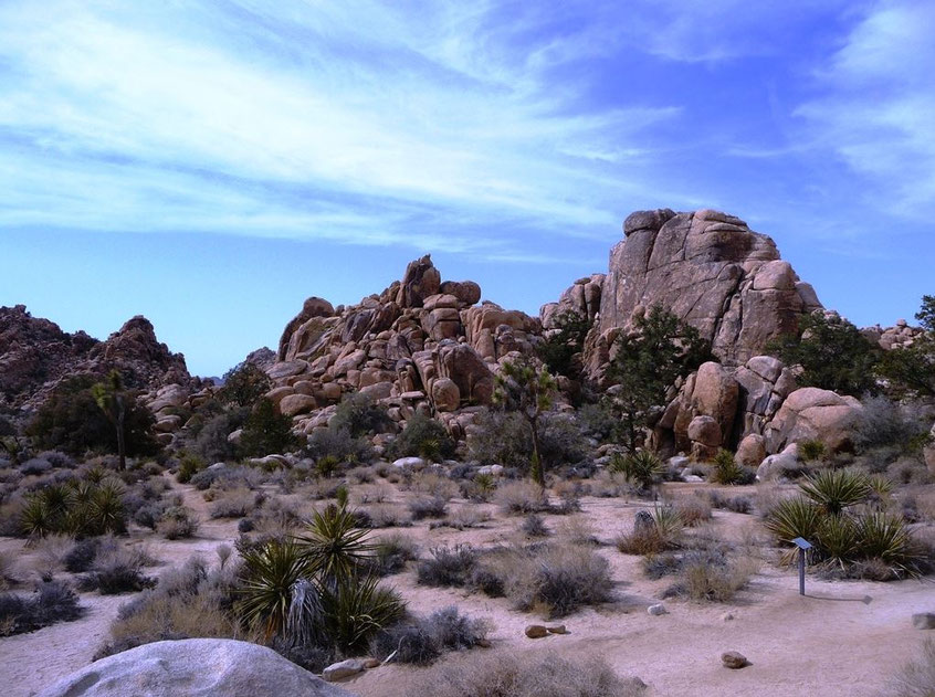 Joshua Tree Park