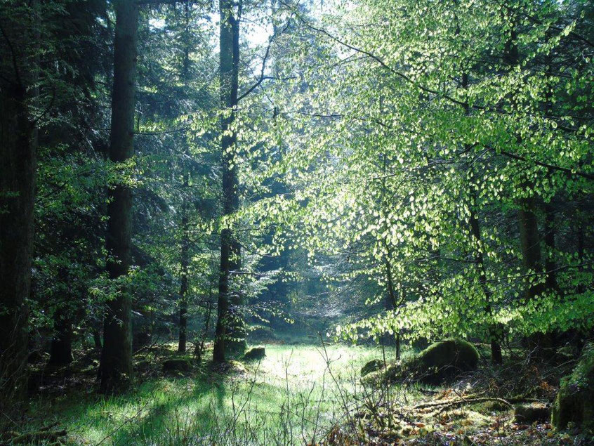 Verbindung mit der Kraft der Natur, Quelle: www.lichtwesenfotografie.com